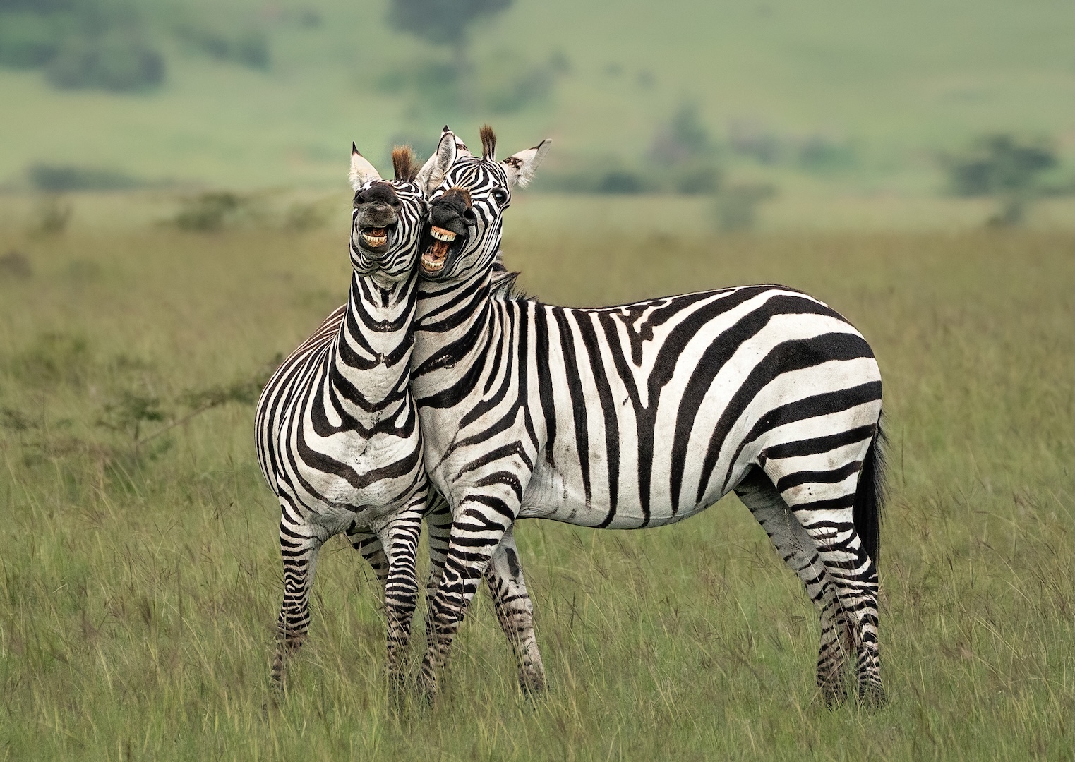 Alex McLean (Ireland) Smile for the Camera